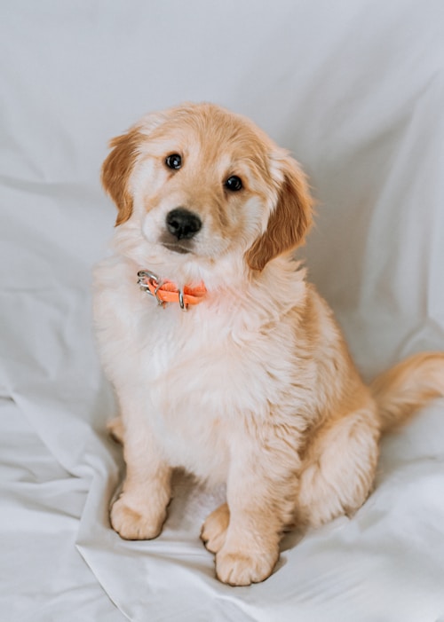 A happy dog after a groom