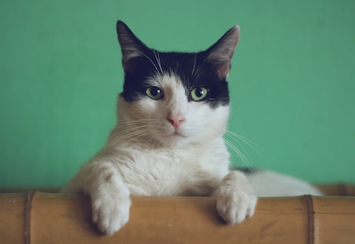 A cat at a check-up