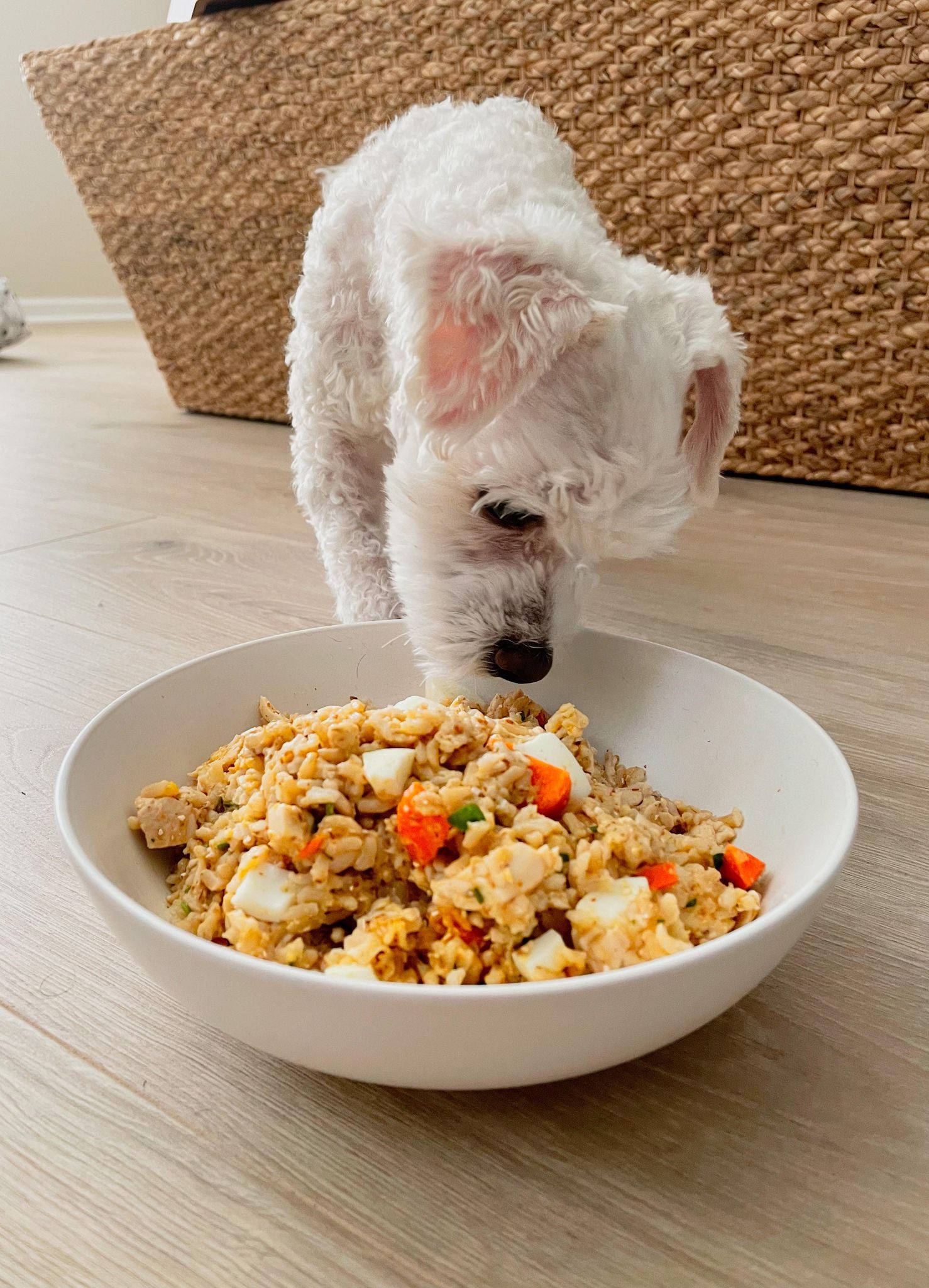 A bowl of fresh dog food